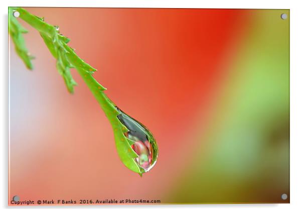 Garden Water drop ,  ' Apples ' Acrylic by Mark  F Banks