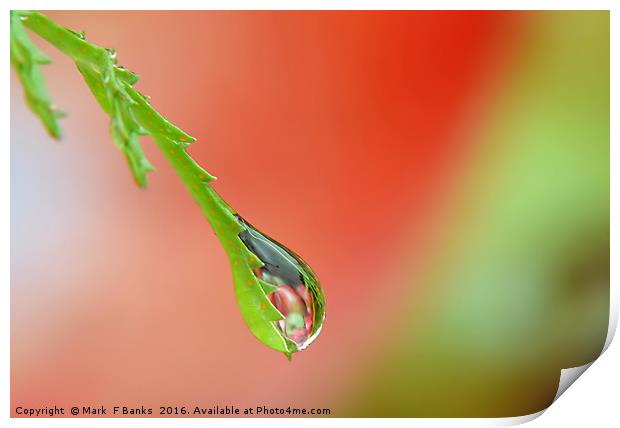Garden Water drop ,  ' Apples ' Print by Mark  F Banks