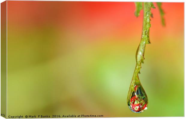 WATER DROP  ' APPLES ' 2 Canvas Print by Mark  F Banks