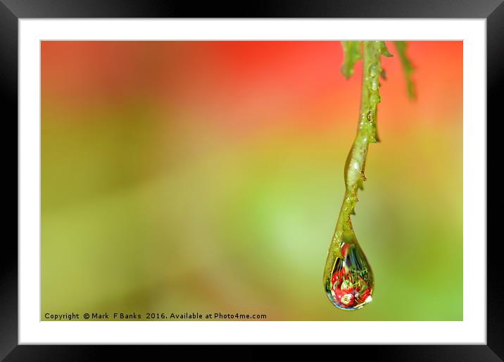 WATER DROP  ' APPLES ' 2 Framed Mounted Print by Mark  F Banks