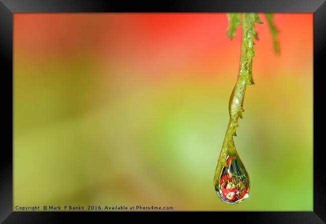 WATER DROP  ' APPLES ' 2 Framed Print by Mark  F Banks