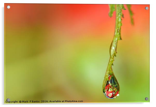 WATER DROP  ' APPLES ' 2 Acrylic by Mark  F Banks