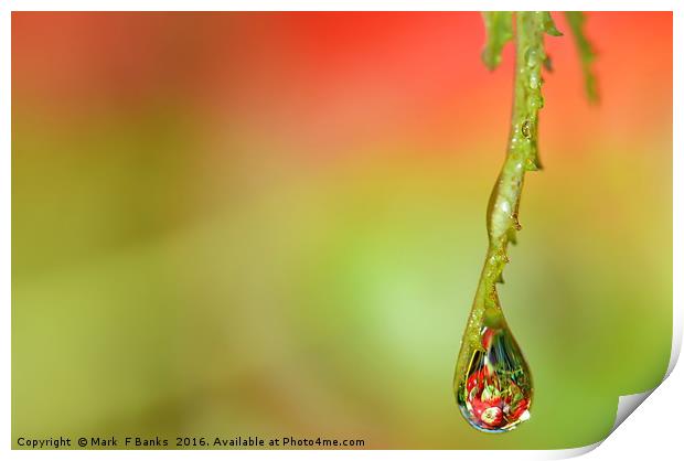 WATER DROP  ' APPLES ' 2 Print by Mark  F Banks