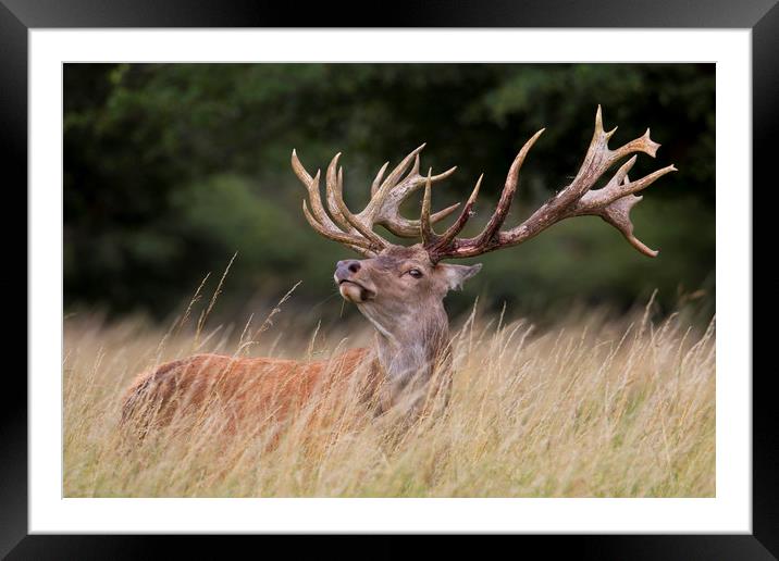 Red Deer Stag Framed Mounted Print by Arterra 