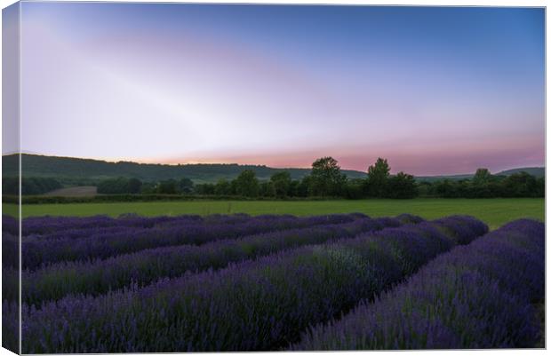 Lavender fields at sunset. Canvas Print by Louise Wilden