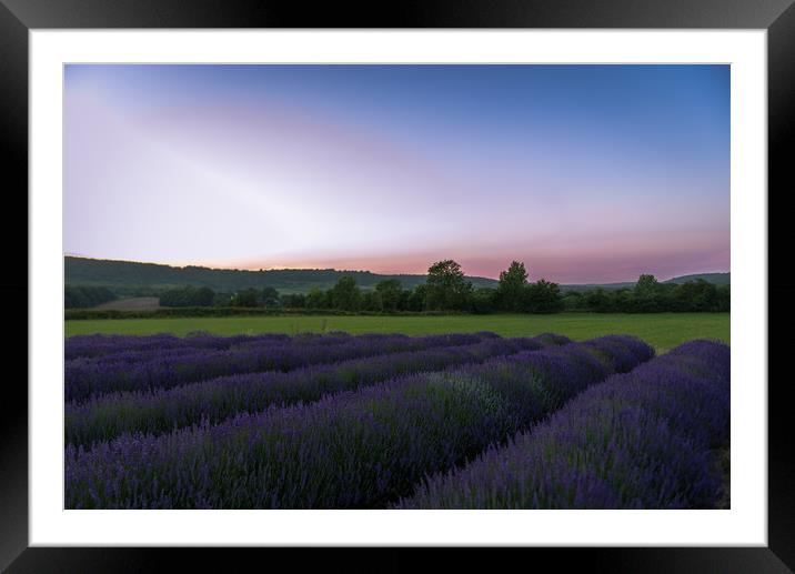 Lavender fields at sunset. Framed Mounted Print by Louise Wilden