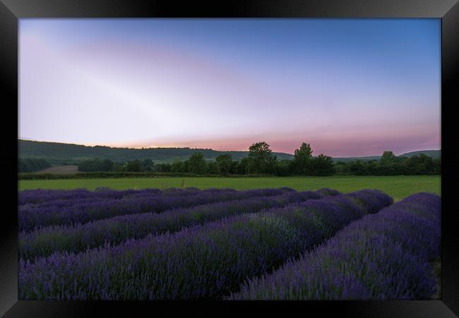 Lavender fields at sunset. Framed Print by Louise Wilden