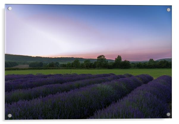 Lavender fields at sunset. Acrylic by Louise Wilden