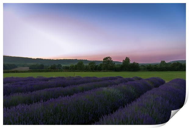 Lavender fields at sunset. Print by Louise Wilden