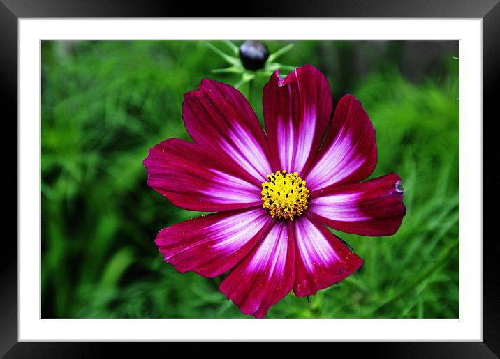 Wildflower Mallow Framed Mounted Print by Alexia Miles