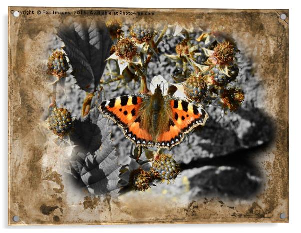  Tortoise shell Butterfly Acrylic by Derrick Fox Lomax