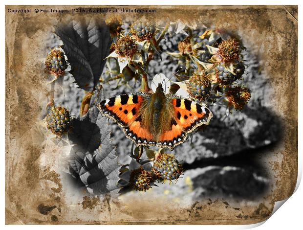  Tortoise shell Butterfly Print by Derrick Fox Lomax