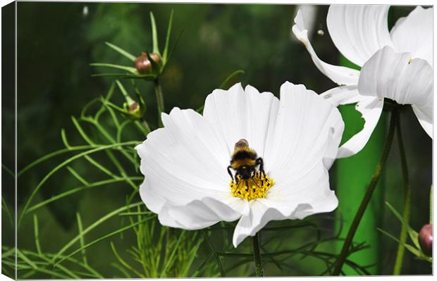 Gathering Honey Canvas Print by Alexia Miles