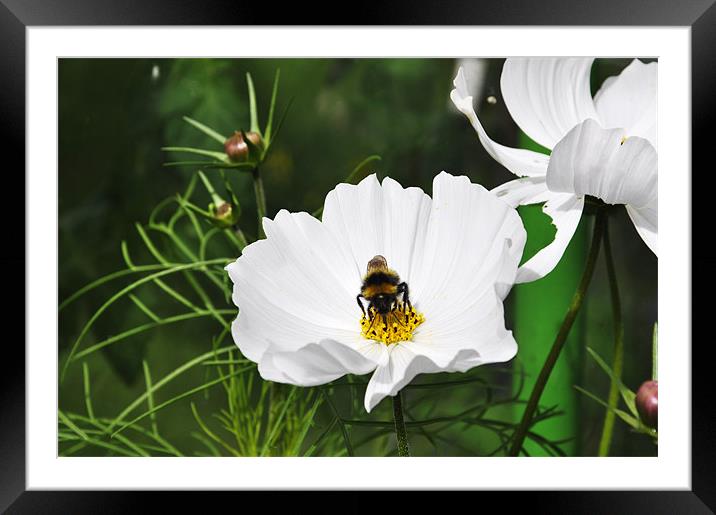 Gathering Honey Framed Mounted Print by Alexia Miles
