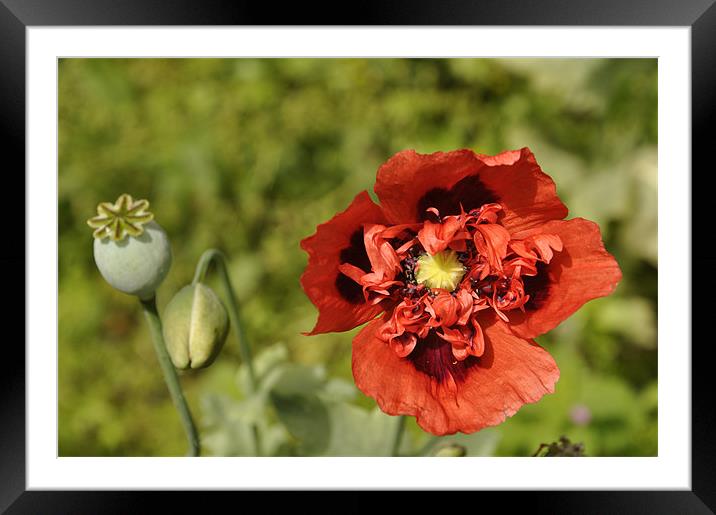 Wild Poppy Framed Mounted Print by Alexia Miles