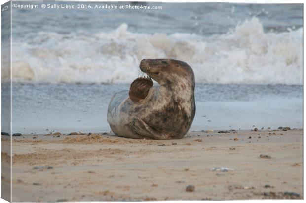 Talk to the Flipper Canvas Print by Sally Lloyd