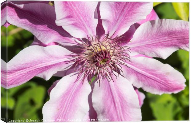Clematis Nelly Moser flower Canvas Print by Joseph Clemson