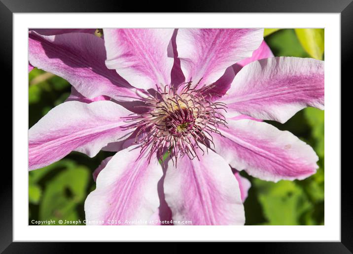 Clematis Nelly Moser flower Framed Mounted Print by Joseph Clemson