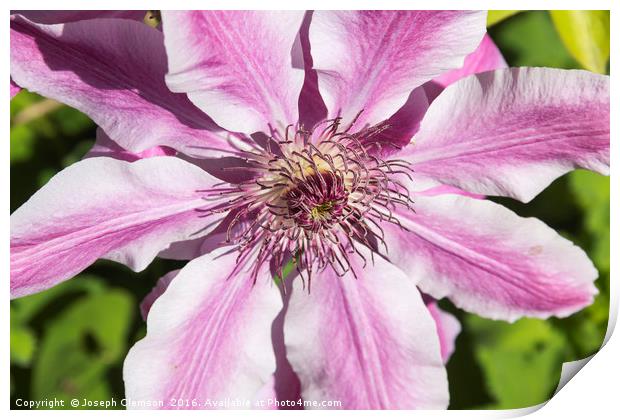 Clematis Nelly Moser flower Print by Joseph Clemson
