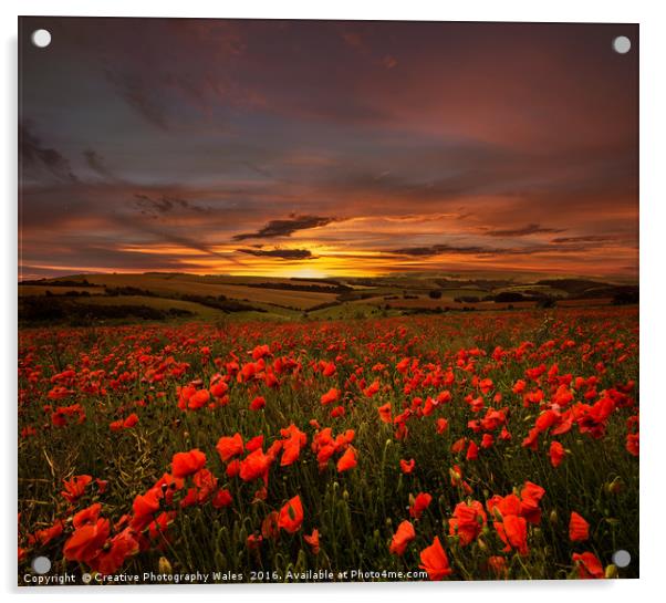 Poppy Sunrise Acrylic by Creative Photography Wales