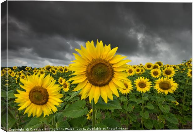 Sunflower Field Canvas Print by Creative Photography Wales