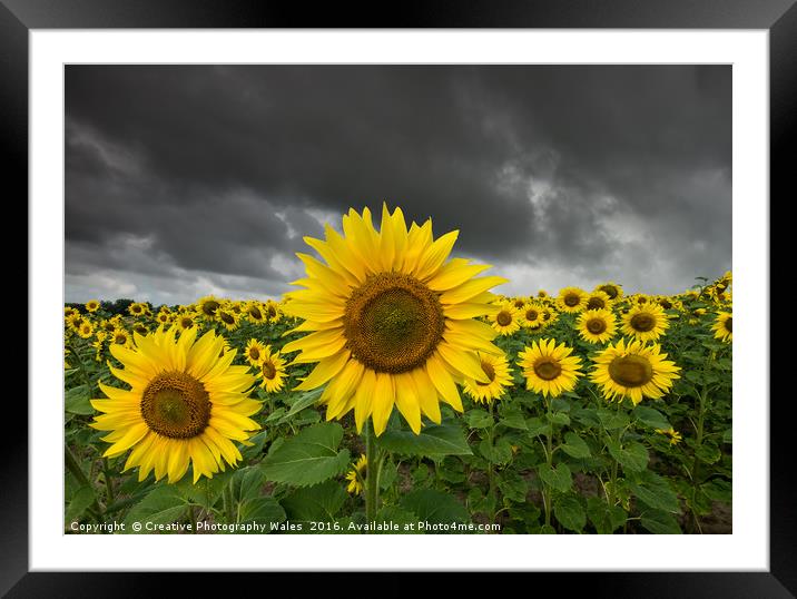 Sunflower Field Framed Mounted Print by Creative Photography Wales