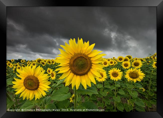 Sunflower Field Framed Print by Creative Photography Wales