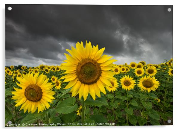 Sunflower Field Acrylic by Creative Photography Wales