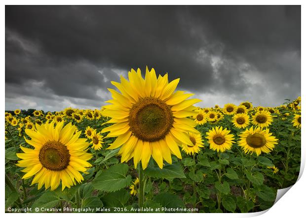 Sunflower Field Print by Creative Photography Wales