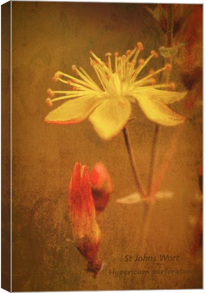 Photo art, Plant, St Johns Wort, Hypericum perfora Canvas Print by Hugh McKean
