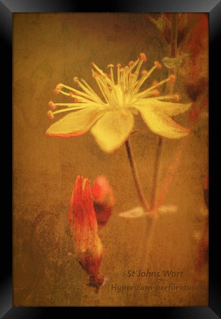 Photo art, Plant, St Johns Wort, Hypericum perfora Framed Print by Hugh McKean