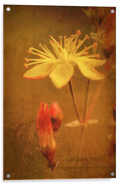 Photo art, Plant, St Johns Wort, Hypericum perfora Acrylic by Hugh McKean