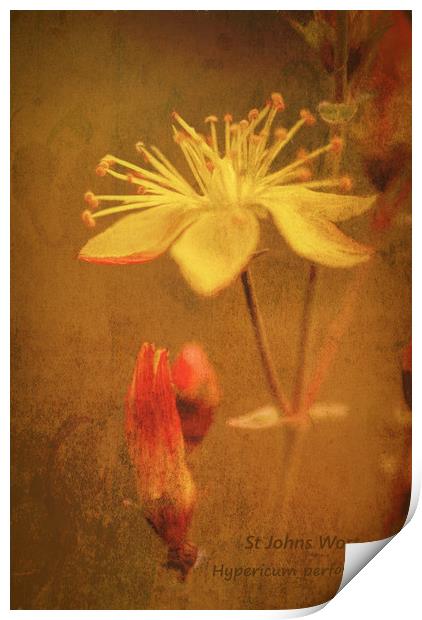 Photo art, Plant, St Johns Wort, Hypericum perfora Print by Hugh McKean
