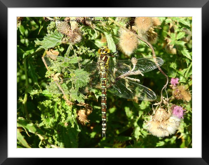 Southern hawker dragonfly Framed Mounted Print by Derrick Fox Lomax
