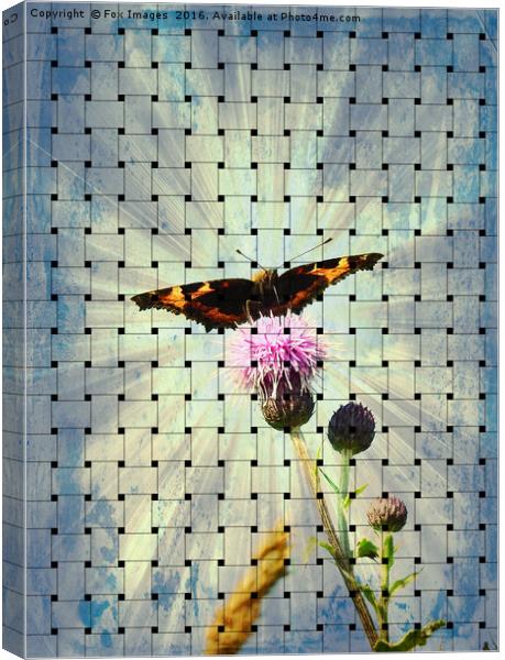  Tortoise shell Butterfly Canvas Print by Derrick Fox Lomax