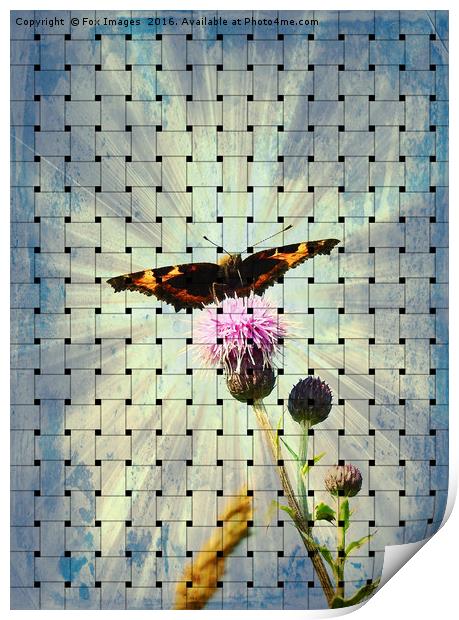  Tortoise shell Butterfly Print by Derrick Fox Lomax