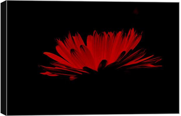 Red flower with black Canvas Print by Alexia Miles