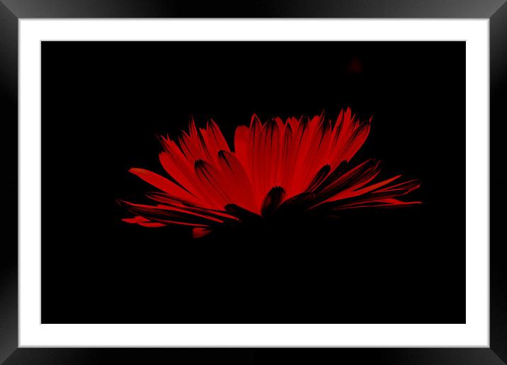 Red flower with black Framed Mounted Print by Alexia Miles