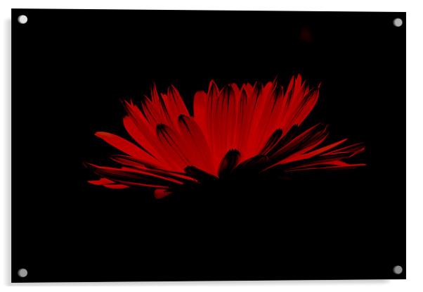 Red flower with black Acrylic by Alexia Miles