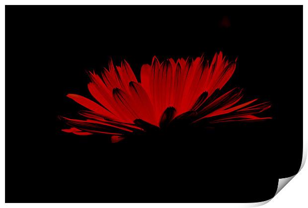 Red flower with black Print by Alexia Miles