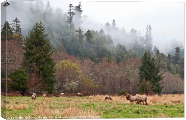 Herd of Roosevelt Elk, Cervus canadensis roosevelt Canvas Print by Jamie Pham