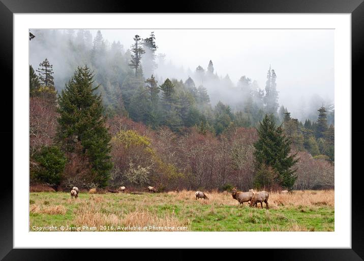 Herd of Roosevelt Elk, Cervus canadensis roosevelt Framed Mounted Print by Jamie Pham