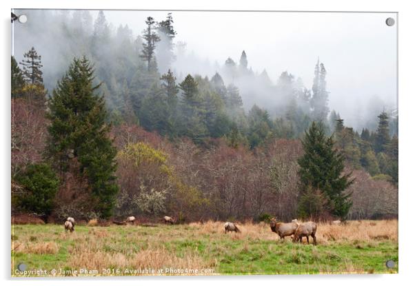 Herd of Roosevelt Elk, Cervus canadensis roosevelt Acrylic by Jamie Pham