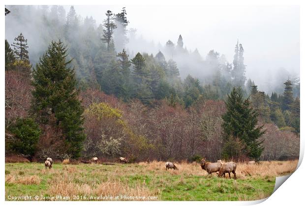 Herd of Roosevelt Elk, Cervus canadensis roosevelt Print by Jamie Pham
