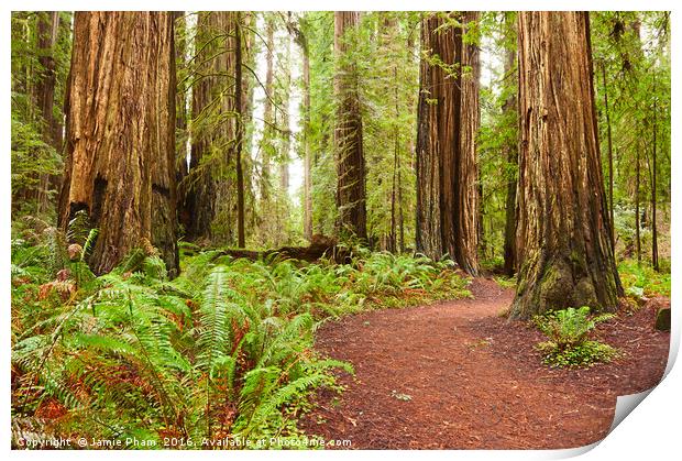 The beautiful and massive giant redwoods, Sequoia  Print by Jamie Pham