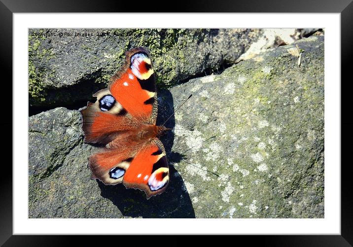 peacock butterfly Framed Mounted Print by Derrick Fox Lomax