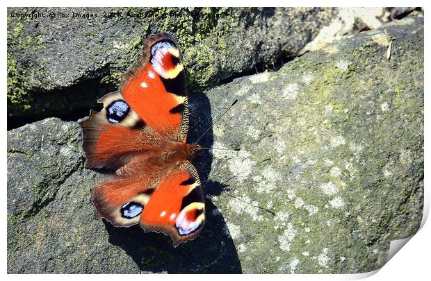 peacock butterfly Print by Derrick Fox Lomax