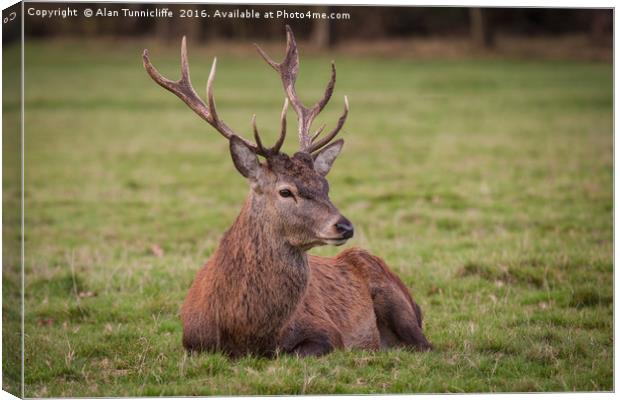 Red deer stag Canvas Print by Alan Tunnicliffe