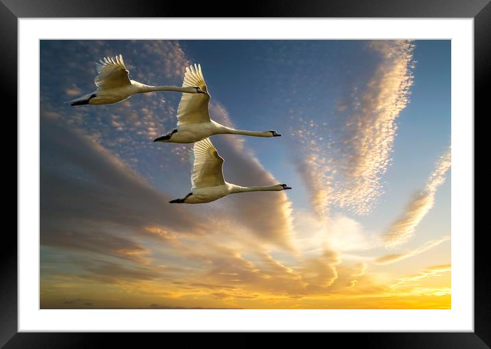 Swans in Evening Flight Framed Mounted Print by Matt Johnston