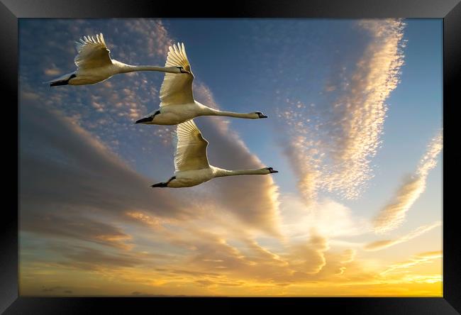 Swans in Evening Flight Framed Print by Matt Johnston
